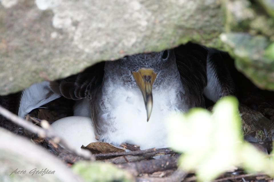 Sitio Da Assumada Villa Lajes das Flores Eksteriør bilde