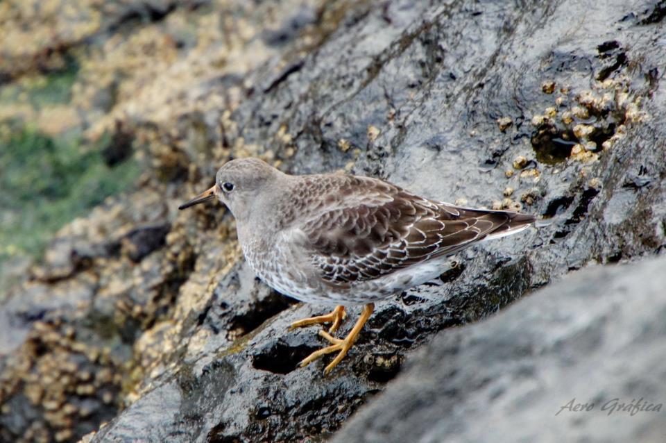 Sitio Da Assumada Villa Lajes das Flores Eksteriør bilde